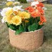 Цветник КАНЬОН купить в Братске
